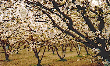 Cherrytrees in Megaplatanos